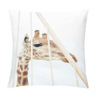 Personality  Giraffe  Pillow Covers