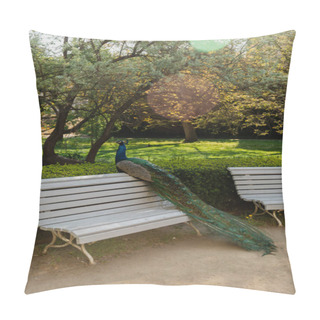 Personality  Peacock With Colorful Feathers Sitting On Bench In Green Park Pillow Covers