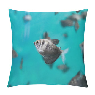 Personality  Tropical Black Skirt Tetra (Black Widow) Gymnocorymbus Ternetzi From Small And Slow Moving Creeks Of South America In The Aquarium Pillow Covers