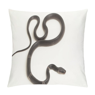 Personality  White-banded Wolf Snake Or Malayan Banded Wolf Snake (Lycodon Subcinctus) On White Background Pillow Covers