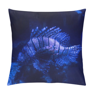 Personality  Exotic Fish Swimming Under Water In Aquarium With Blue Lighting Pillow Covers