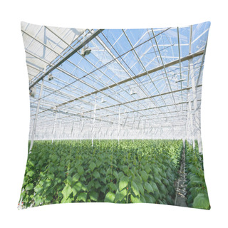 Personality  Green Cucumber Plants Growing In Large Glasshouse Pillow Covers