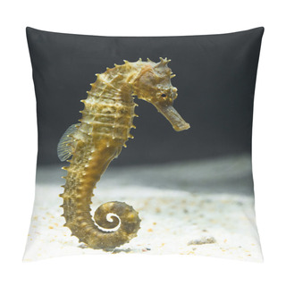 Personality  Seahorse (Hippocampus) Swimming On Black. Pillow Covers