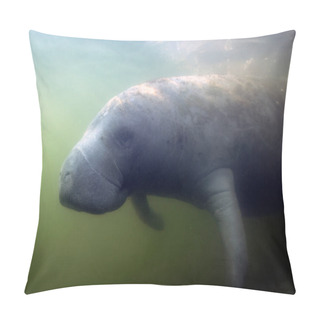 Personality  West Indian Manatee (Trichechus Manatus) In Crystal River, Florida, USA Pillow Covers