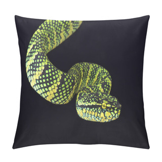 Personality  Wagler's Tree Viper (Tropidolaemus Wagleri) Male Pillow Covers