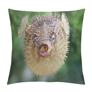 Personality  Front View Of A Blow Fish Or Porcupine Fish Pillow Covers