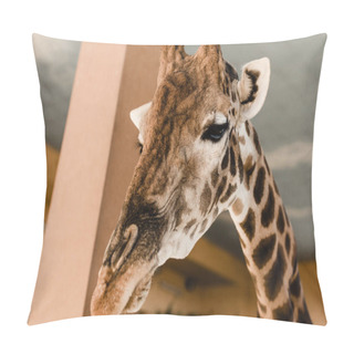 Personality  Cute And Tall Giraffe With Long Neck And Horns In Zoo Pillow Covers