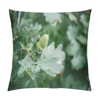 Personality  Close-up Shot Of Acorn Growing On Oak Tree Pillow Covers
