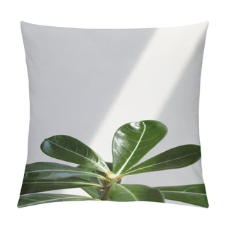 Personality  Green Leaves Adenium On White Background With Sunlight. Creative Nature Background. Minimalism Concept Pillow Covers