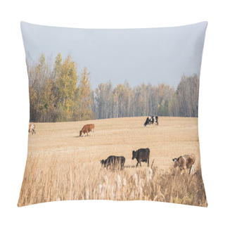Personality  Selective Focus Of Cows With Bulls Standing In Field Against Blue Sky  Pillow Covers