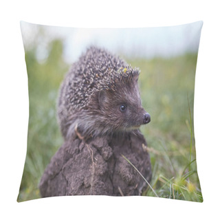 Personality  Hedgehog Scientific Name: Erinaceus Europaeus Close Up Of A Wild, Native, European Hedgehog, Facing Right In Natural Garden Habitat On Green Grass Lawn. Horizontal. Space For Copy. Pillow Covers