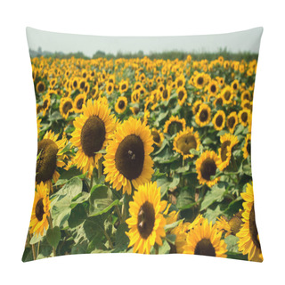 Personality  Yellow Sunflowers On  Sunflower Field.UK Pillow Covers