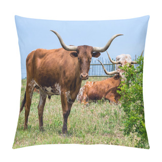 Personality  Texas Longhorn Cattle Pillow Covers