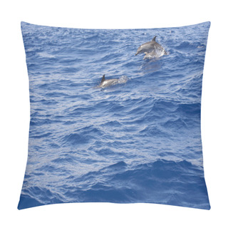 Personality  Dolphins Jumping In The Atlantic Ocean. Azores Island Pillow Covers