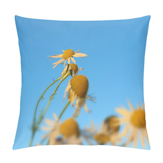 Personality  Pushing Daisies Pillow Covers
