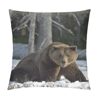 Personality  Brown Bear (Ursus Arctos) In Spring Forest. Pillow Covers