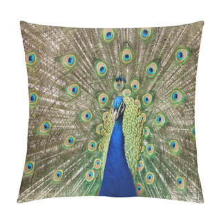 Personality  Male Peacock Displaying Tail Feathers Pillow Covers