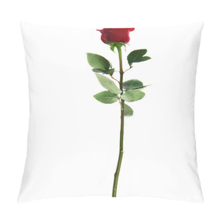 Personality  Close-up View Of Beautiful Blooming Red Rose Flower Isolated On White  Pillow Covers
