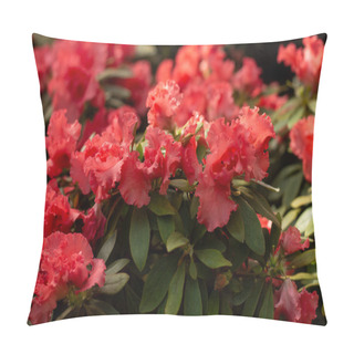 Personality  A Cluster Of Vivid Pink Azaleas Bursting With Color And Life. Pillow Covers