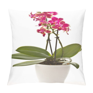 Personality  Blooming Phalaenopsis Pillow Covers
