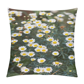 Personality  Chamomile Flowers On A Meadow Pillow Covers