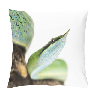 Personality  Close-up On A Rhino Rat Snake On A Branch, Rhynchophis Boulengeri, Isolated Pillow Covers