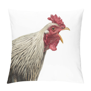 Personality  Close Up Of A Brahma Rooster Crowing, Isolated On White Pillow Covers