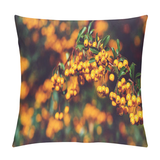 Personality  Pyracantha Berry Shrub In Autumn Time. Colorful Nature Background With Orange Berries Pillow Covers