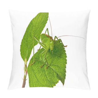 Personality  Locust Pillow Covers