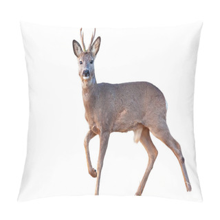 Personality  Roe Deer Buck In Winter Coating With Antlers Walking Isolated On White Pillow Covers