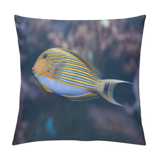 Personality  Blue Banded Surgeonfish Pillow Covers
