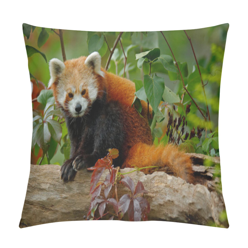 Personality  Red panda lying on the tree with green leaves. Red panda bear, Ailurus fulgens, habitat. Detail face portrait, animal from China. Wildlife scene from Asia forest. Beautiful Panda from nature.  pillow covers
