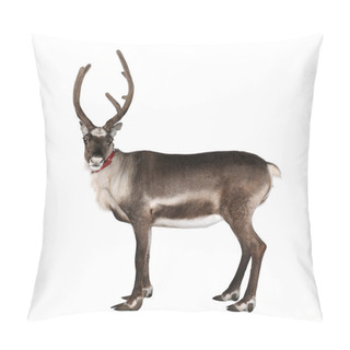 Personality  Reindeer, Side View, Looking At The Camera Pillow Covers