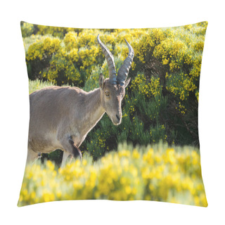 Personality  Alpine Ibex (Capra Pyrenaica) On The Mountain In A Colorful Spri Pillow Covers