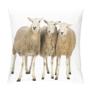 Personality  Three Sheep Against White Background Pillow Covers
