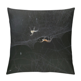 Personality  Male Tent Web Spider Of The Family Linyphiidae In Its Intricate Web. Pillow Covers