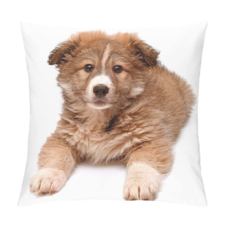 Personality  Puppy Looking At Camera Pillow Covers