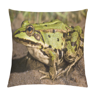 Personality  Frog Pillow Covers