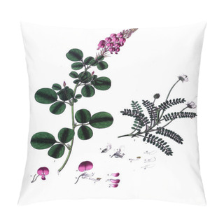Personality  The Botanical Theme.  Old Picture Pillow Covers
