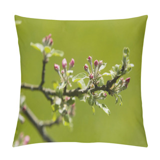 Personality  Young Apple Buds Pillow Covers
