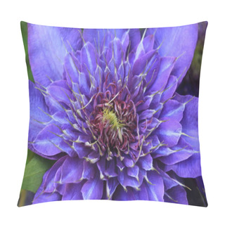 Personality  Double Blue Clematis Flower Blooming In The Spring Pillow Covers