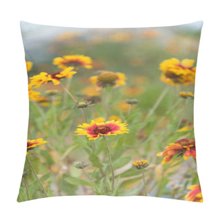 Personality  Close-up Of Blanket Flowers (Gaillardia Aristata) In Full Bloom Pillow Covers