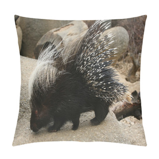 Personality  Crested Porcupine Pillow Covers
