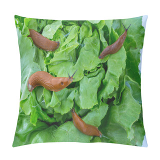 Personality  Snail With Lettuce Leaf Pillow Covers
