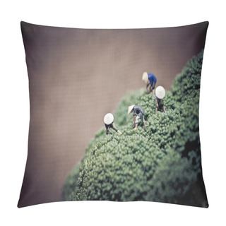Personality  Asian Farmers Harvesting Broccoli. Color Tone Tuned Pillow Covers