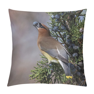 Personality  A Cedar Waxwing In A Tree Eating A Juniper Berry  Pillow Covers