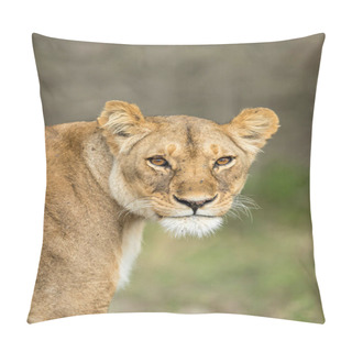 Personality  Vertical Portrait Of A Lioness Looking Alert At Camera In Ndutu In Tanzania Pillow Covers