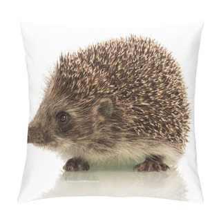 Personality  Hedgehog On White Background Pillow Covers