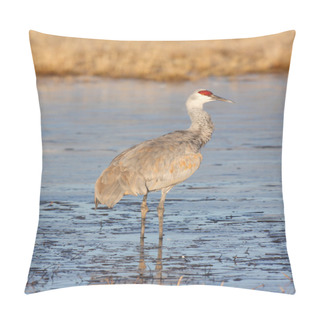 Personality  Sandhill Crane Pillow Covers