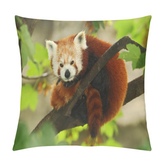 Personality  Beautiful Red Panda Pillow Covers